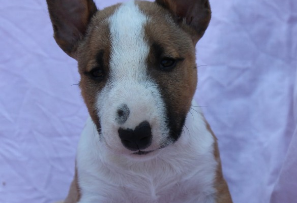 Ogłoszenie - Mini Bull Terrier – Piękne szczenięta - Wawer