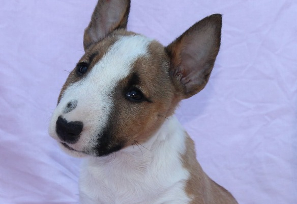 Ogłoszenie - Mini Bull Terrier – Piękne szczenięta - Wawer