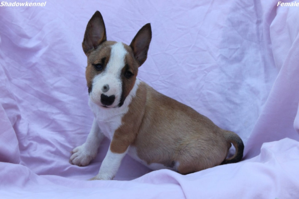 Ogłoszenie - Mini Bull Terrier – Piękne szczenięta - Wawer