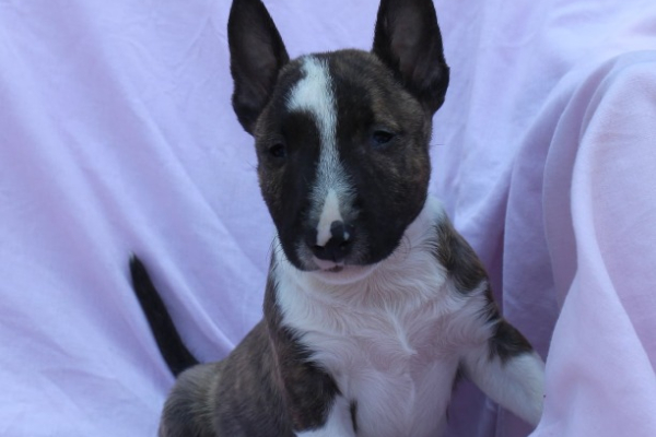 Ogłoszenie - Mini Bull Terrier – Piękne szczenięta - Wawer