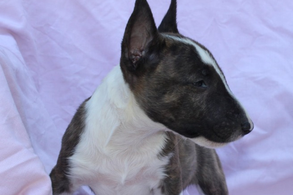 Ogłoszenie - Mini Bull Terrier – Piękne szczenięta - Wawer