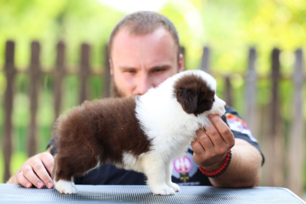 Ogłoszenie - Border Collie Szczenięta