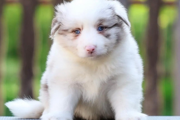 Ogłoszenie - Border Collie Szczenięta