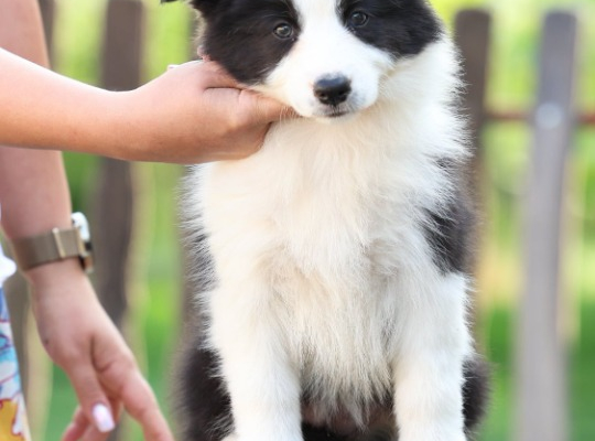 Ogłoszenie - Border Collie Szczenięta