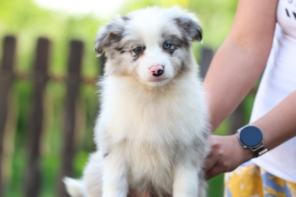 Ogłoszenie - Border Collie Szczenięta