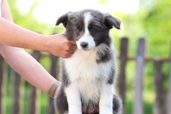 Ogłoszenie - Border Collie Szczenięta