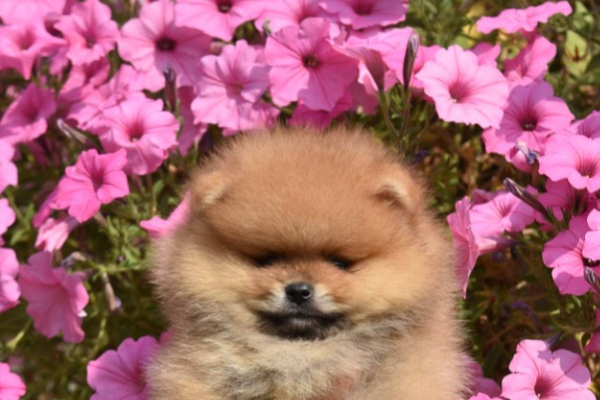 Ogłoszenie - Pomeranian Boo Szczenięta - Bielany