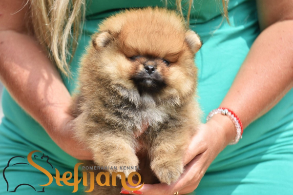 Ogłoszenie - Pomeranian Boo Szczenięta - Bielany