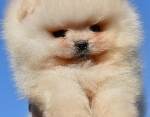 Ogłoszenie - Pomeranian Boo Szczenięta - Bielany