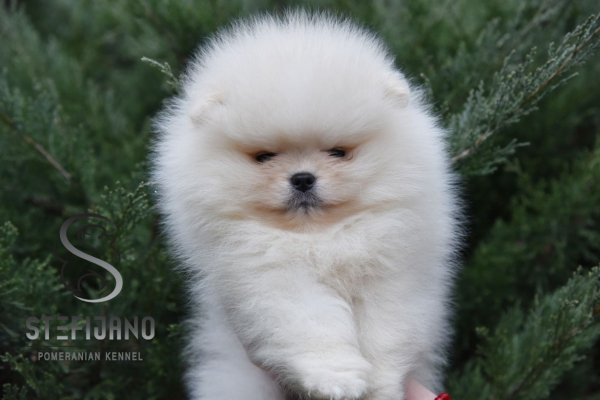 Ogłoszenie - Pomeranian Boo Szczenięta - Bielany