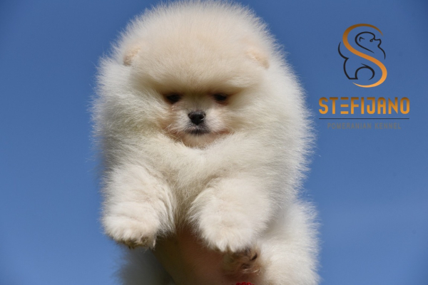 Ogłoszenie - Pomeranian Boo Szczenięta - Bielany