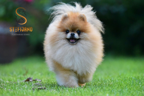 Ogłoszenie - Pomeranian Boo Szczenięta - Bielany