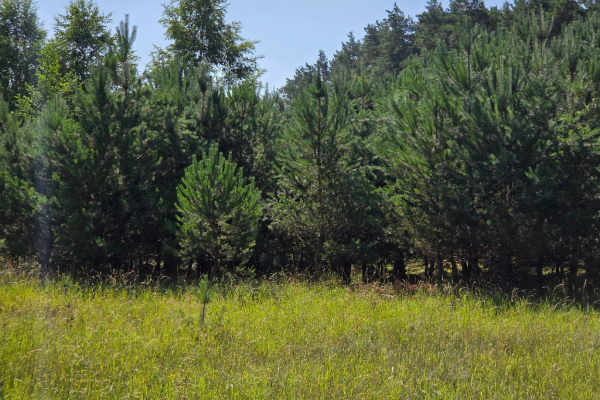 Ogłoszenie - Sprzedam Działki Dąbrowa gmina Kuślin - Poznań - 95 000,00 zł