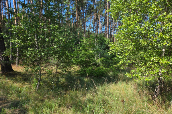 Ogłoszenie - Sprzedam Działki Dąbrowa gmina Kuślin - Poznań - 95 000,00 zł