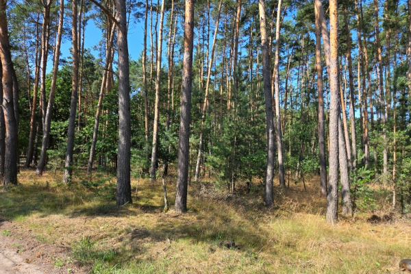 Ogłoszenie - Sprzedam Działki Dąbrowa gmina Kuślin - Poznań - 95 000,00 zł