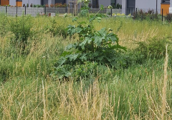 Ogłoszenie - Rdestowiec, barszcz Sosnowskiego, cennik, Tel. 504-746-203, usuwania, usługa likwidacji. Zdjęcie 1