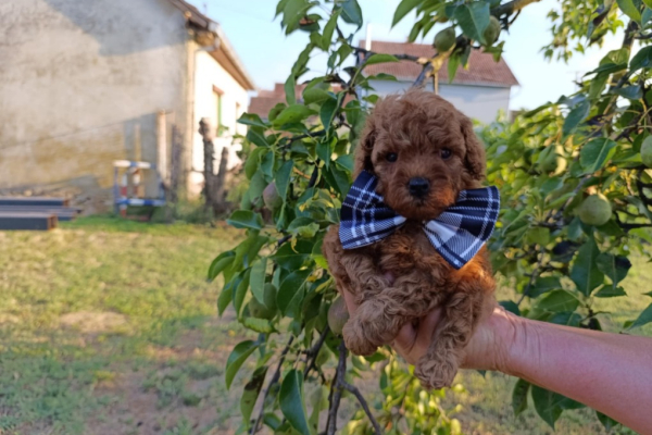 Ogłoszenie - Toy czerwony pudel – Piękne szczenięta na sprzedaż. Zdjęcie 6