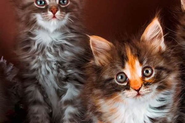 Ogłoszenie - Zarejestrowane w GCCF kocięta Maine Coon - Wrocław