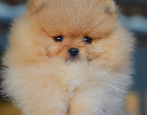 Ogłoszenie - Pomeranian Boo Szczenięta
