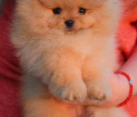 Ogłoszenie - Pomeranian Boo Szczenięta