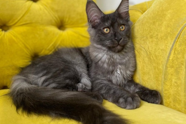 Ogłoszenie - Kocięta Maine Coon z pełnym rodowodem TICA - Wałbrzych - 5 000,00 zł