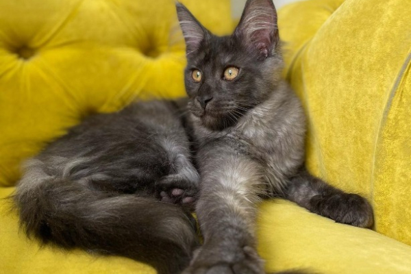 Ogłoszenie - Kocięta Maine Coon z pełnym rodowodem TICA - Wałbrzych - 5 000,00 zł