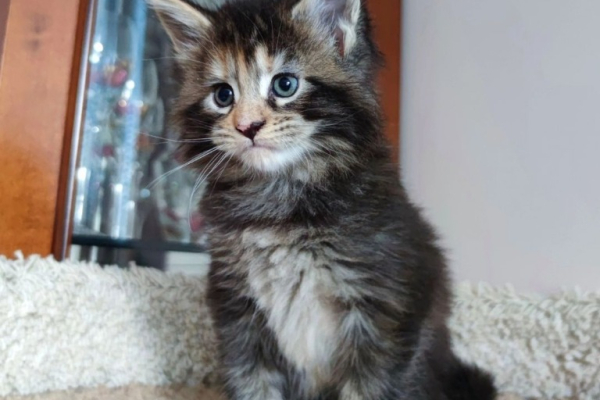 Ogłoszenie - Kocięta Maine Coon z pełnym rodowodem TICA - Wałbrzych - 5 000,00 zł