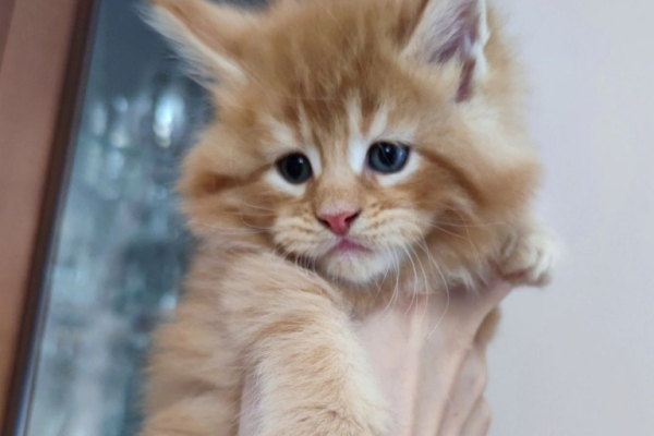 Ogłoszenie - Kocięta Maine Coon z pełnym rodowodem TICA - Wałbrzych - 5 000,00 zł