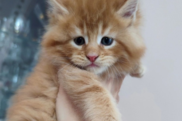 Ogłoszenie - Kocięta Maine Coon z pełnym rodowodem TICA - Wałbrzych - 5 000,00 zł
