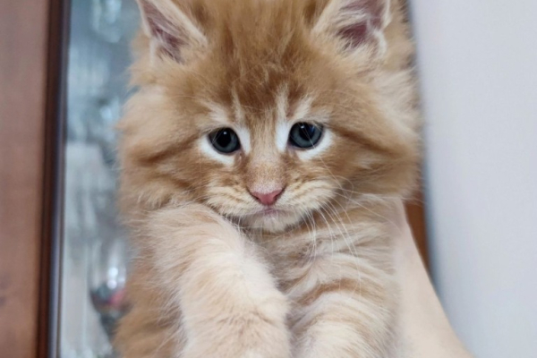 Ogłoszenie - Kocięta Maine Coon z pełnym rodowodem TICA - Wałbrzych - 5 000,00 zł