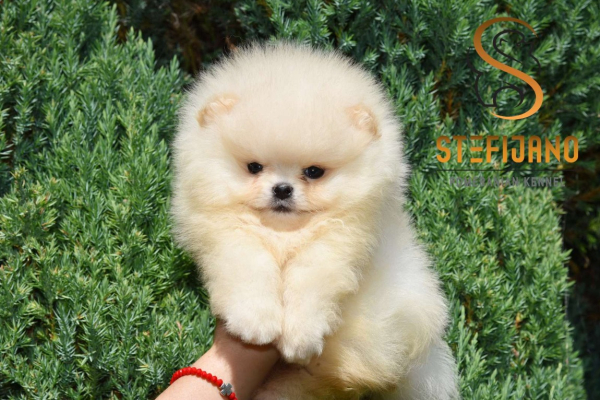 Ogłoszenie - Szpic miniaturowy Pomeranian Szczenięta - Wesoła