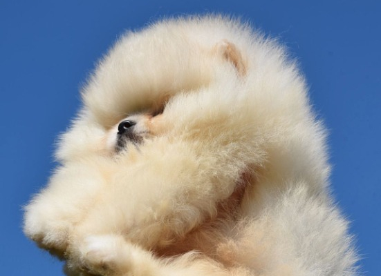 Ogłoszenie - Szpic miniaturowy Pomeranian Szczenięta - Wesoła