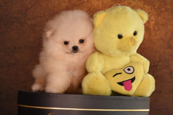 Ogłoszenie - Szpic miniaturowy Pomeranian Szczenięta - Wesoła