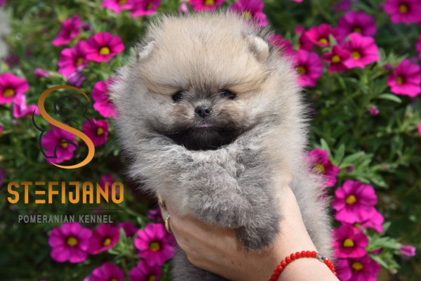 Ogłoszenie - Szpic miniaturowy Pomeranian Szczenięta - Wesoła