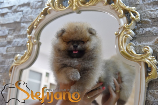 Ogłoszenie - Szpic miniaturowy Pomeranian Szczenięta - Wesoła