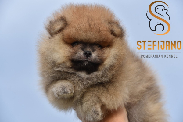 Ogłoszenie - Szpic miniaturowy Pomeranian Szczenięta - Wesoła