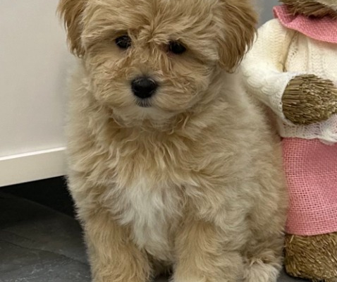 Ogłoszenie - Maltipoo Szczeniaki - Warszawa