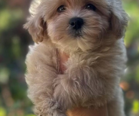 Ogłoszenie - Maltipoo Szczeniaki - Warszawa