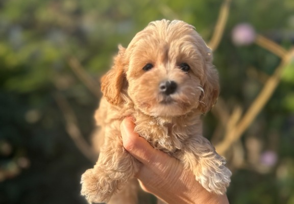 Ogłoszenie - Maltipoo Szczeniaki - Warszawa