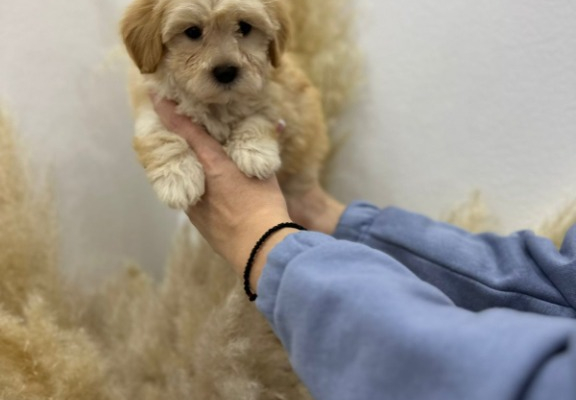 Ogłoszenie - Maltipoo Szczeniaki - Warszawa