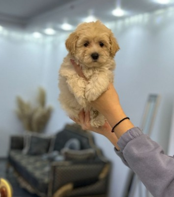 Ogłoszenie - Maltipoo Szczeniaki - Warszawa