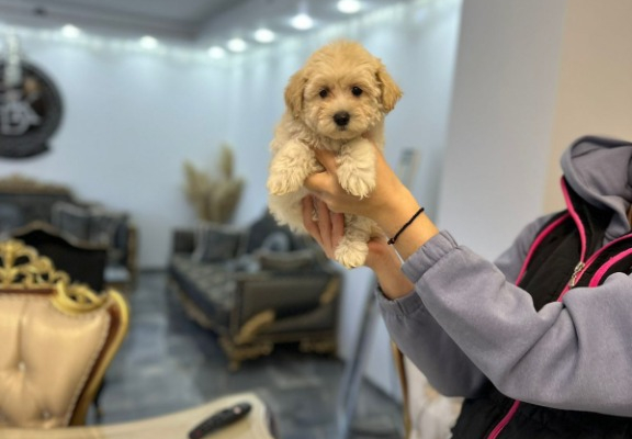 Ogłoszenie - Maltipoo Szczeniaki - Warszawa