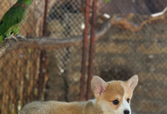 Ogłoszenie - Welsh Corgi Pembroke – Piękne szczenięta - Praga-Północ