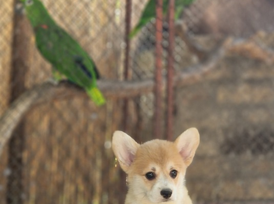 Ogłoszenie - Welsh Corgi Pembroke – Piękne szczenięta - Praga-Północ