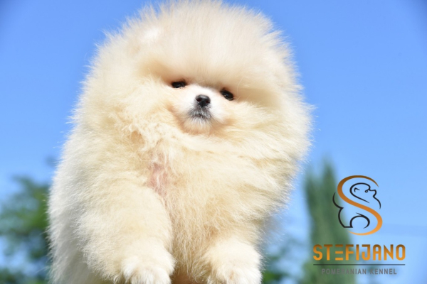 Ogłoszenie - Szpic miniaturowy Pomeranian Szczenięta - Wilanów