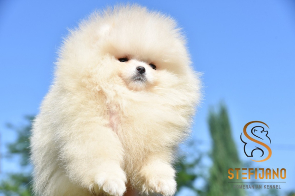 Ogłoszenie - Szpic miniaturowy Pomeranian Szczenięta - Wilanów