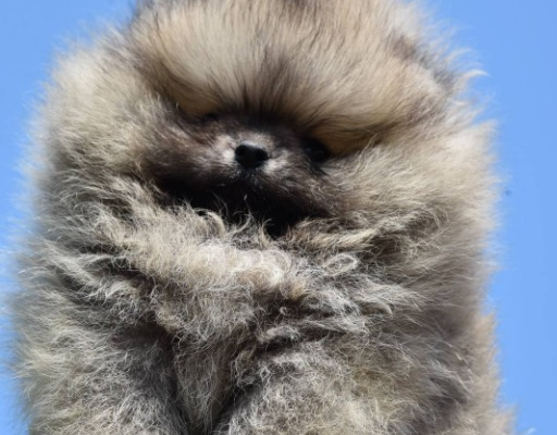 Ogłoszenie - Szpic miniaturowy Pomeranian Szczenięta - Wilanów