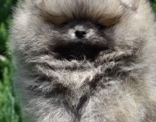 Ogłoszenie - Szpic miniaturowy Pomeranian Szczenięta - Wilanów