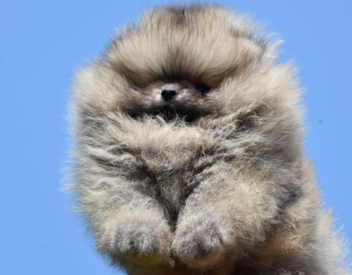 Ogłoszenie - Pomeranian Boo Szczenięta - Mokotów
