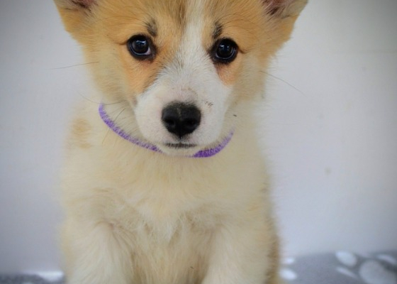 Ogłoszenie - Welsh Corgi Pembroke – Piękne szczenięta - Ochota